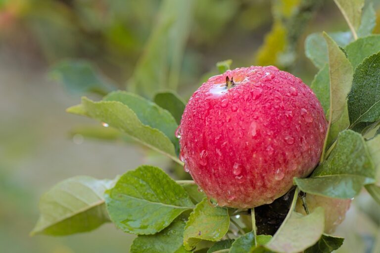 Food and Emotions: The Connection Between Taste and Mood