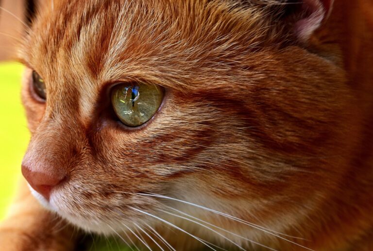 Trends in Short Story Collections: Betbhai9 whatsapp number, Radhe exchange admin, Lotus365.win login