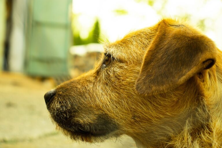 The Evolution of Tea Culture in Western Countries: Play 99 exchange, Lotusbhai, Playexch in login