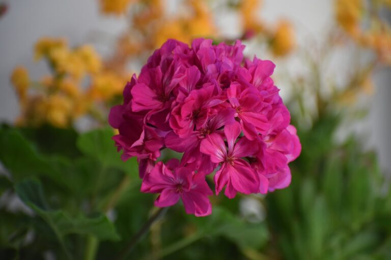 Reviving Old Fireplaces with Inserts: Sky247 login, Diamondexch9.com, Tiger exchange