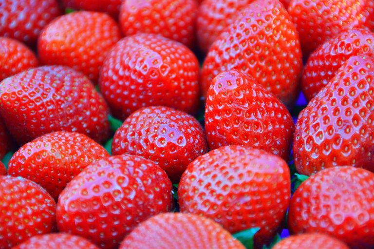 Rehabilitation Programs for Junior Cricket Players: Betbhai.com, Cricbet99, Diamond exchange 9