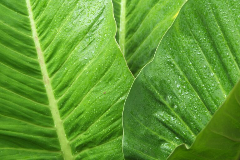 The Impact of Technology on Cricket Rehabilitation Centers: Goldbet6, Tigerexch, Betbook247 app