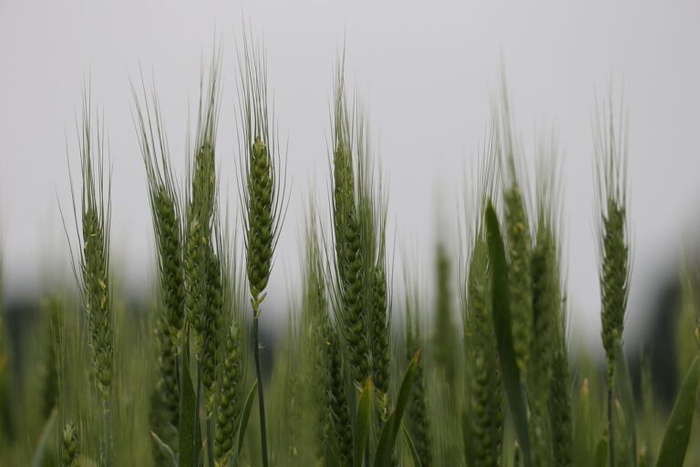 Poultry Farming and Health and Safety Regulations: All pannel .com, Play99exch win login, Gold365