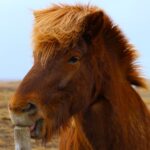 Streamlining Maintenance Operations with Fleet Management Software: Diamondexch9, Sky99exch com login, Reddy club