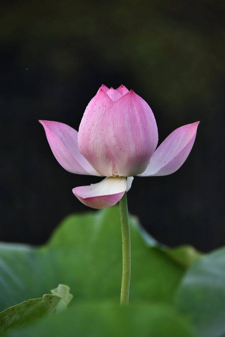 The Role of Cloud Security in Election Infrastructure: Allpanel 777.com, Laser book 247, 99exch.com login