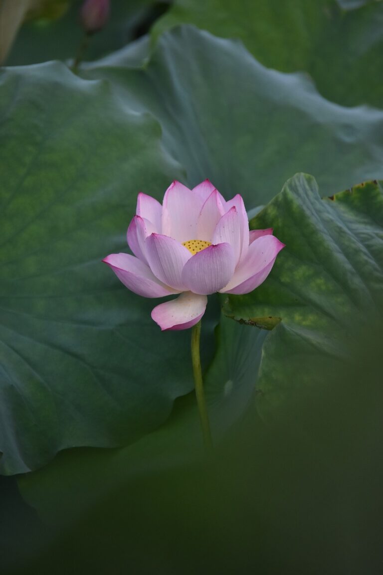 The Impact of Cyber Threats on Electoral Processes: Goldbet login, Tiger exchange login password, Betbook247 login