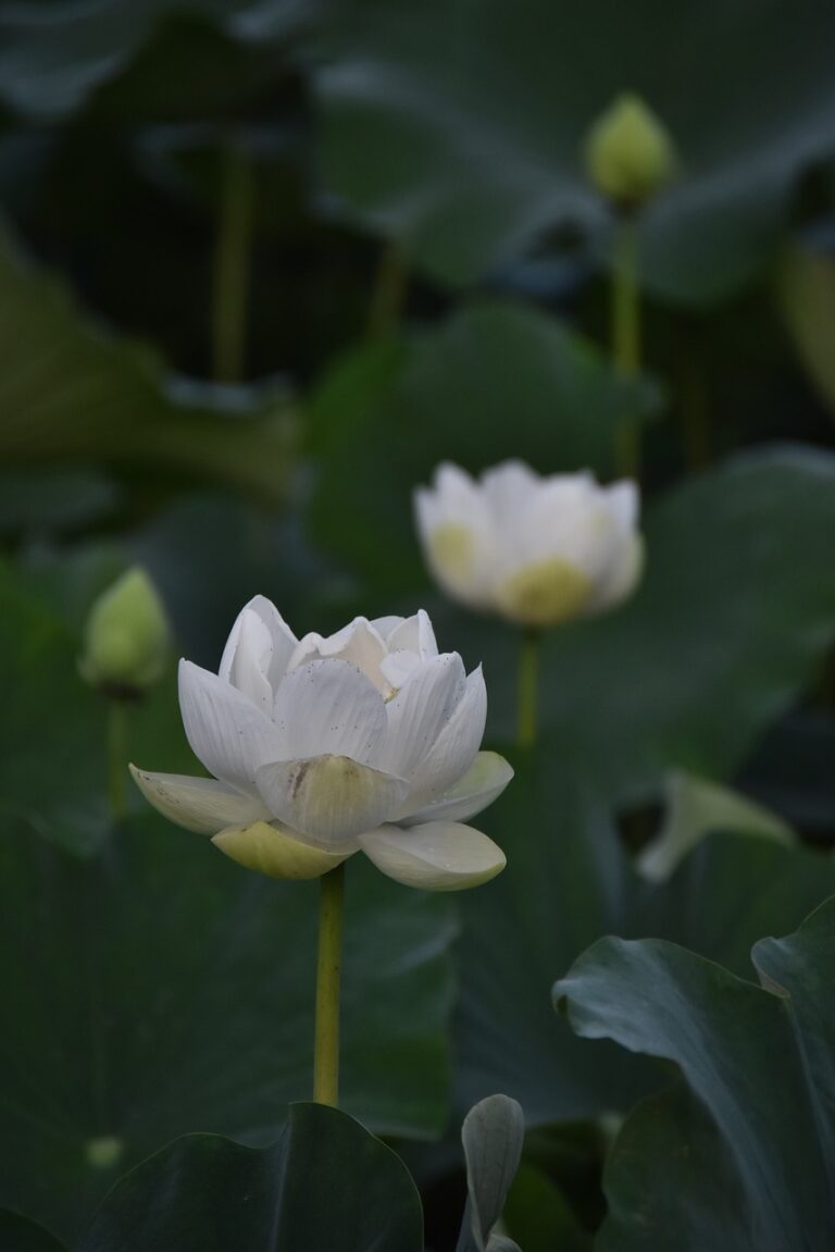 How to Ensure the Security of Remote Voting: Goldbet.com registration, Tiger exchange login, Betbook247