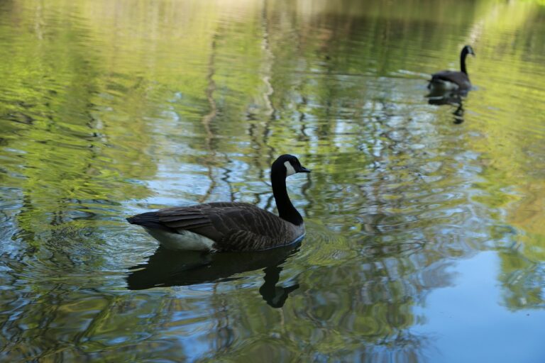 How to Choose the Right Flowers for Your Needs: 11xplay com, Laser247, Skylivecasino signup