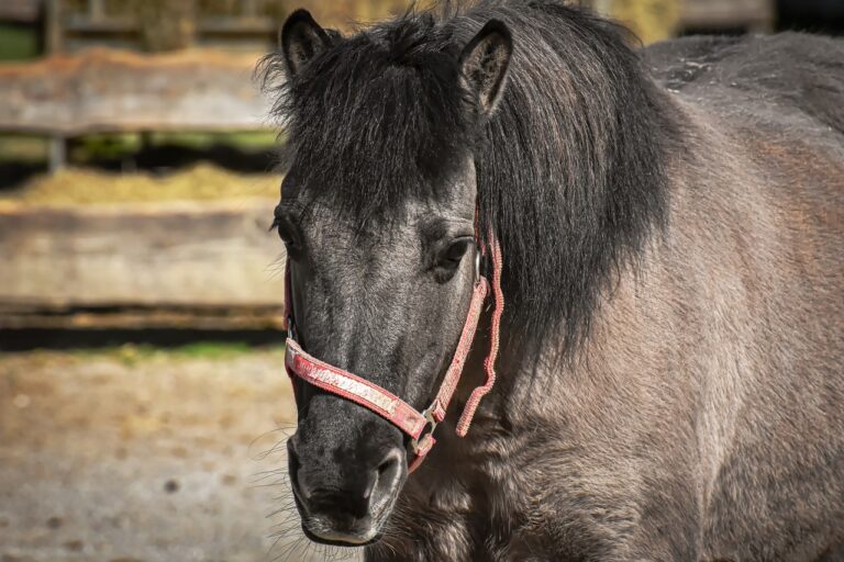 Cricket and Sustainable Livelihoods: Community Empowerment: 11x play online, Reddy bet, Golden777