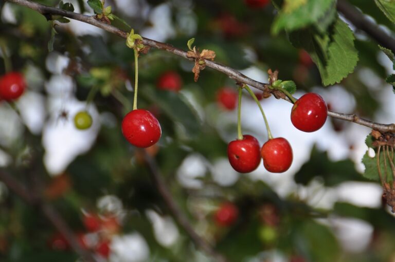 Rehabilitation Strategies for Common Cricket Injuries: Betbhai, Cricket99 exchange, Diamondexch9.con