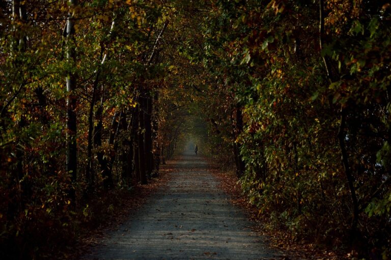 Fleet Management in a Post-Pandemic World: Adaptation Strategies: Cricbet 99, Sky1exchange com, Reddy anna book