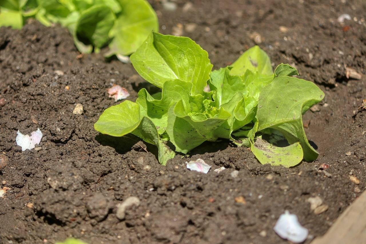 Insights into the Cricket Rehabilitation Industry: Skyexchange, World 777, Goldbet7