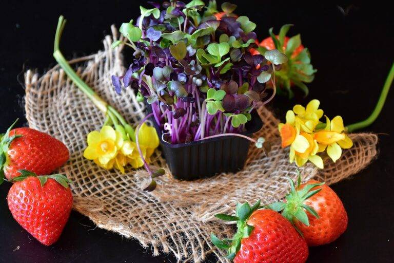 How IPL Fan Clubs Can Support Mental Health Awareness: Betbook250 com login, 11xplay reddy login, Yolo247