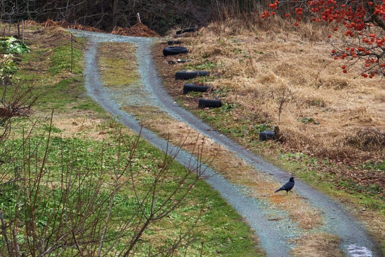 The Role of Augmented Reality in Fleet Maintenance Training: Cricbet99 book, Reddy book 247, Play lotus 365 com